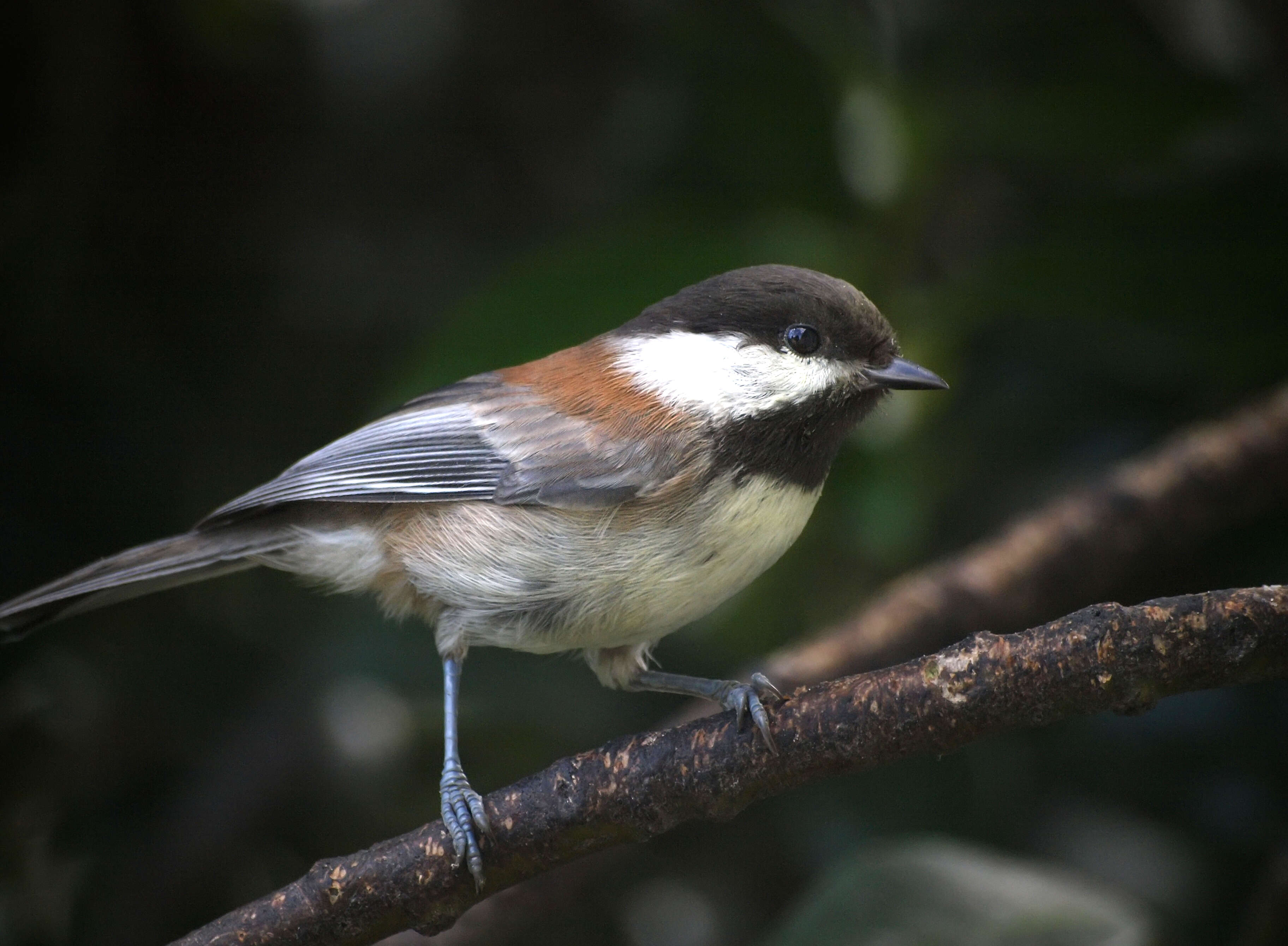 Image of Chickadee