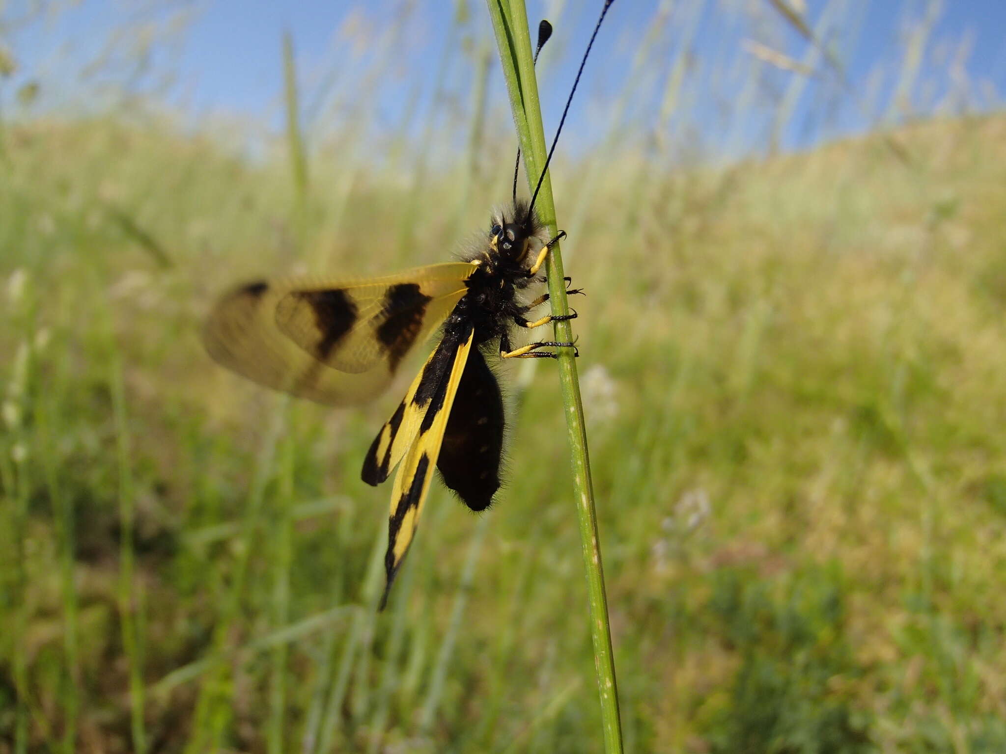 Image of An Owlfly