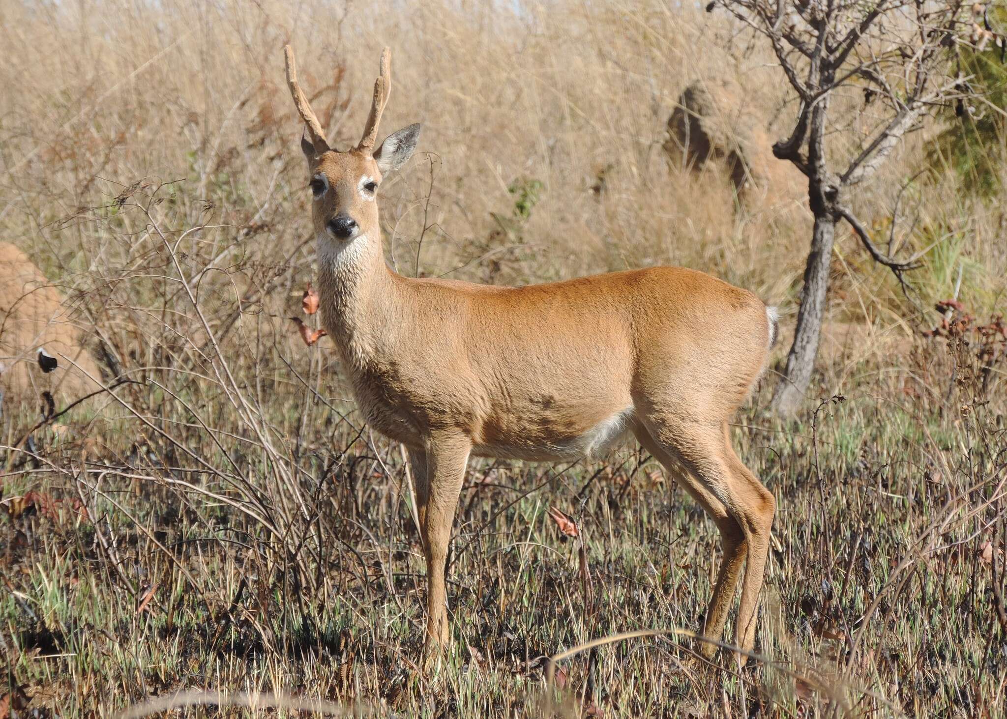 Image of Ozotoceros Ameghino 1891