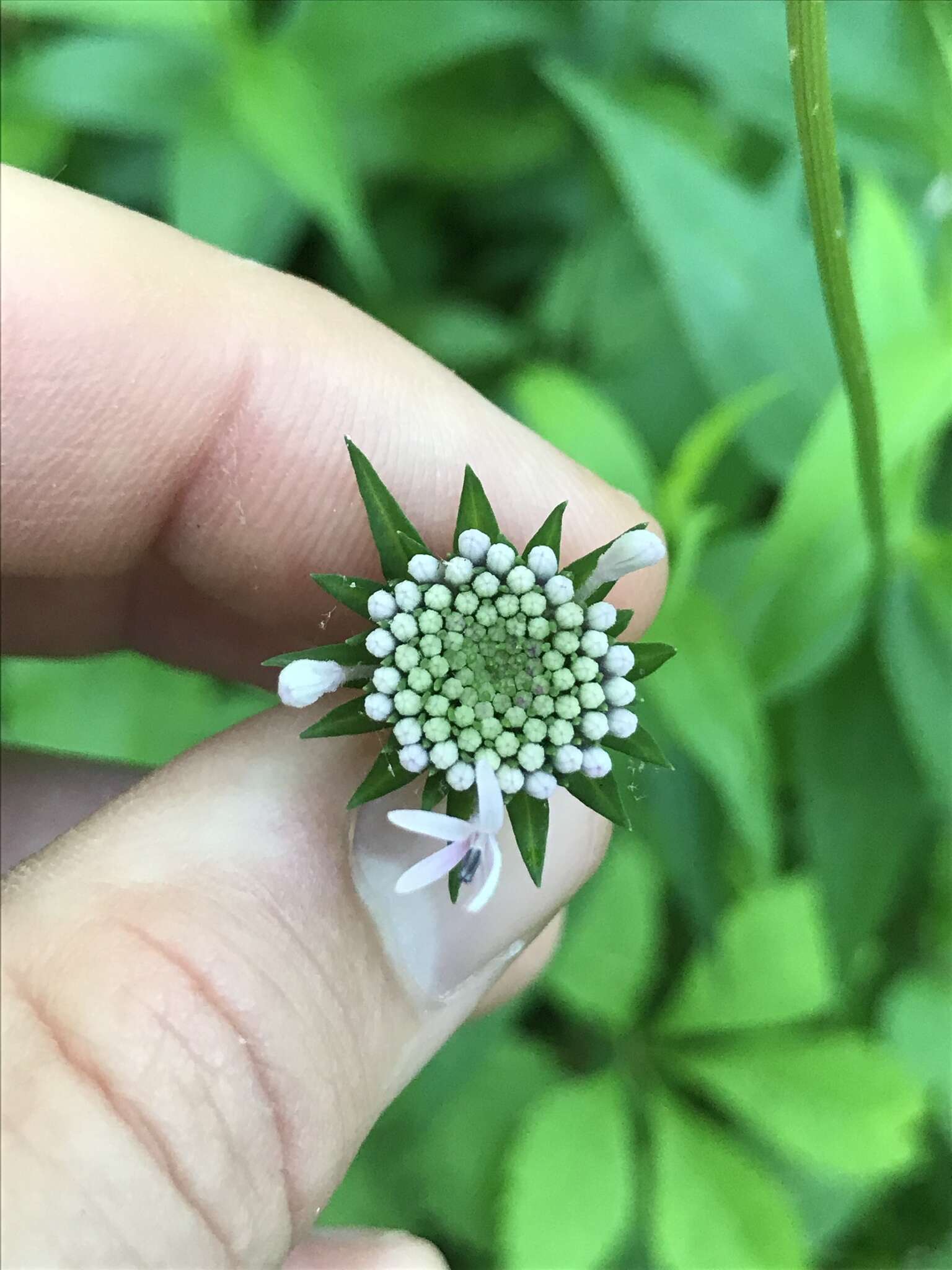 Image of Broad-Leaf Barbara's-Buttons