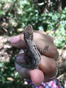 Image of Bluefields Anole