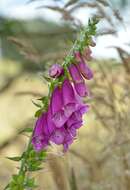 Imagem de Digitalis purpurea subsp. purpurea