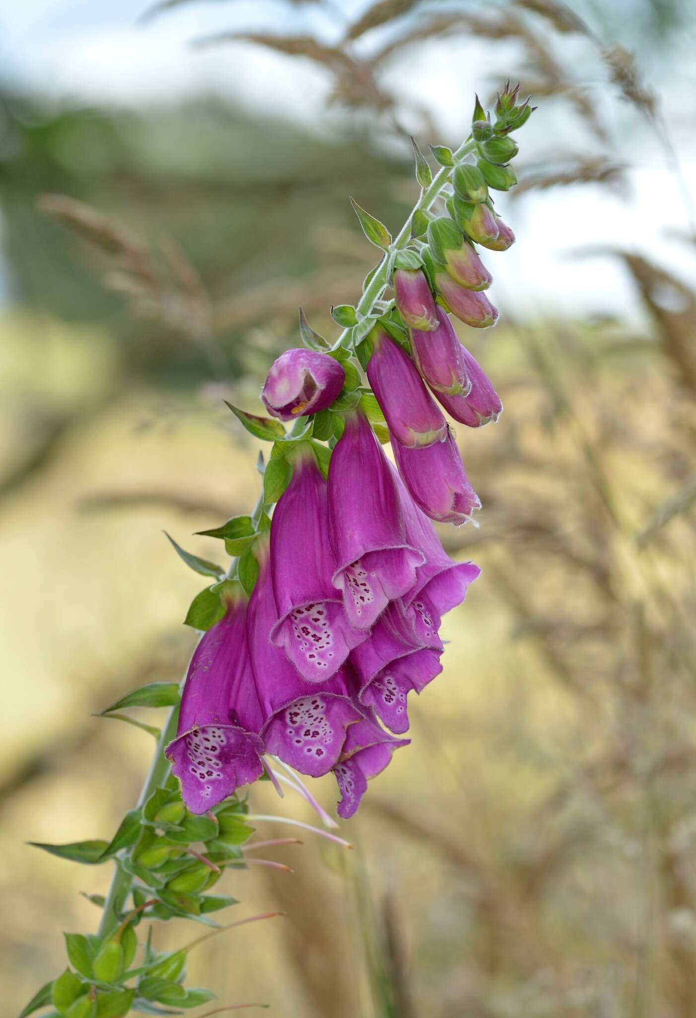 Image of purple foxglove