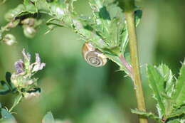 Image of Carthusian snail