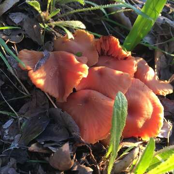 Image of Laccaria laccata (Scop.) Cooke 1884