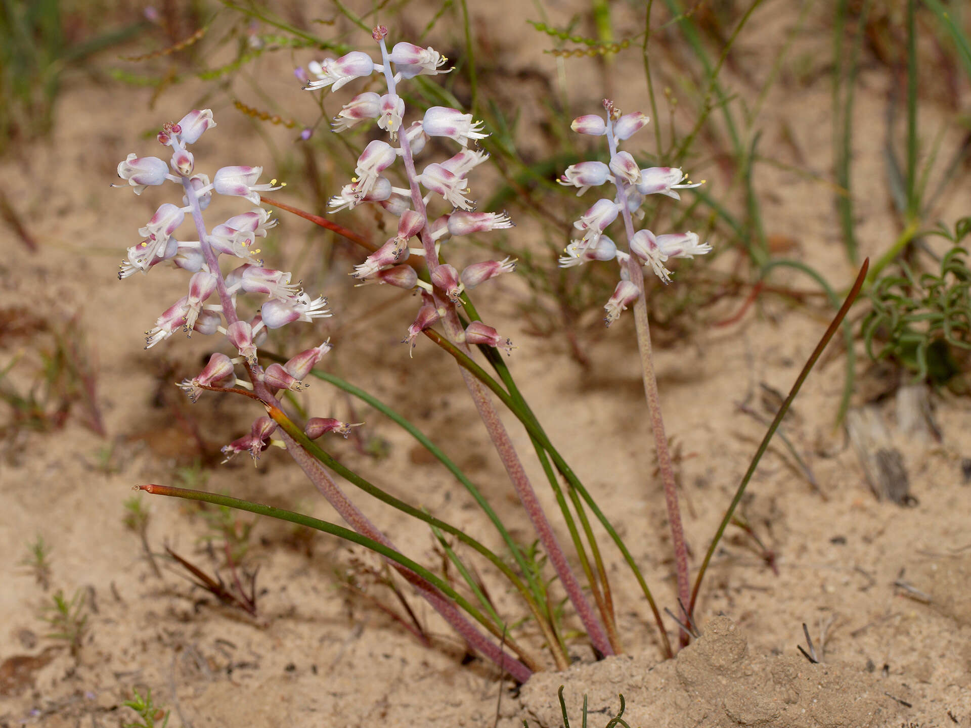 Image of Lachenalia juncifolia Baker