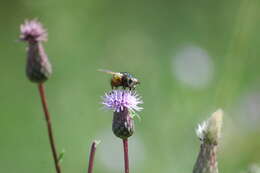 Image de Tachina fera (Linnaeus 1761)