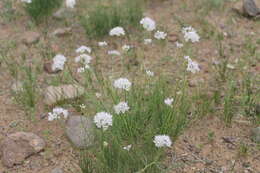 Image of Allium polyrhizum Turcz. ex Regel