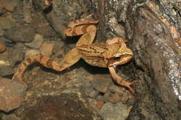 Image of Altai Brown Frog (Altai Mountains Populations)