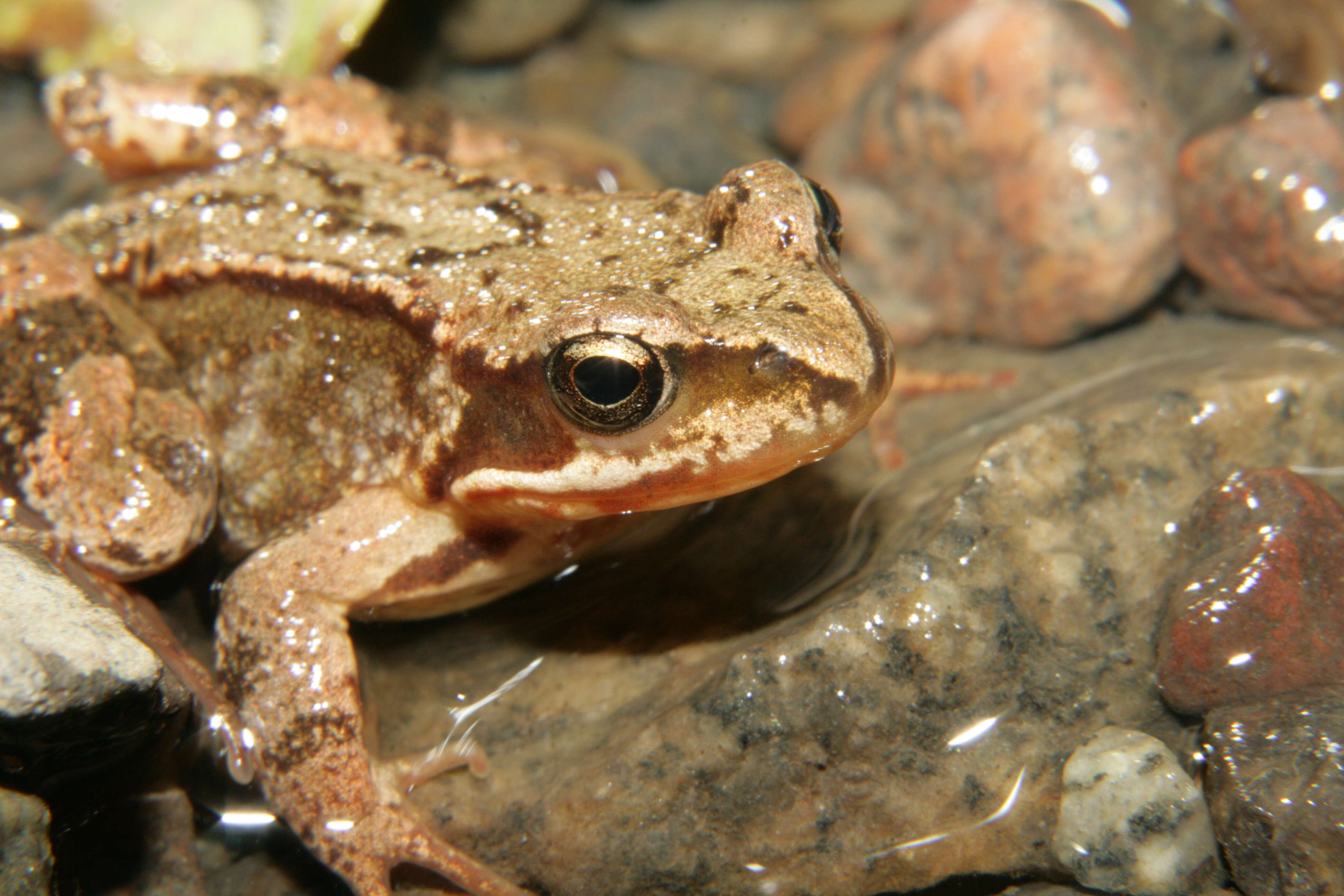 Image of Altai Brown Frog (Altai Mountains Populations)