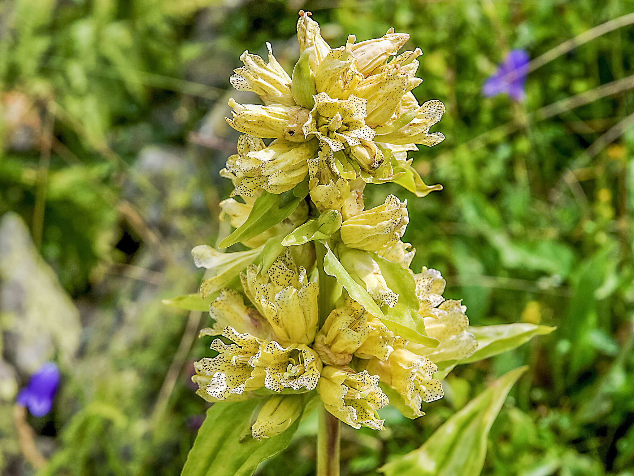 Imagem de Gentiana burseri subsp. villarsii (Griseb.) Rouy