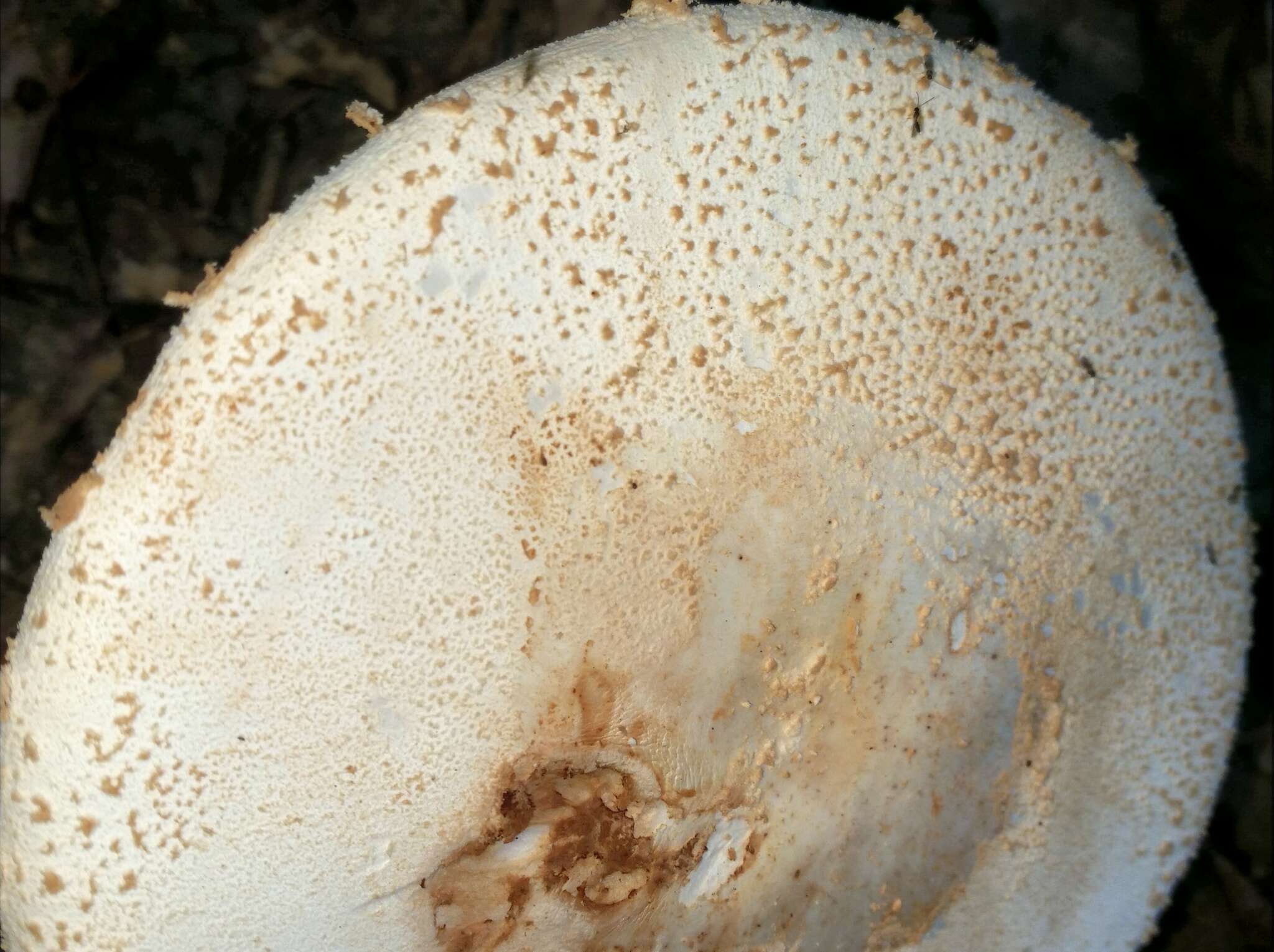 Plancia ëd Amanita daucipes (Sacc.) Lloyd 1898