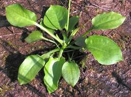 Image of Common Water-plantain