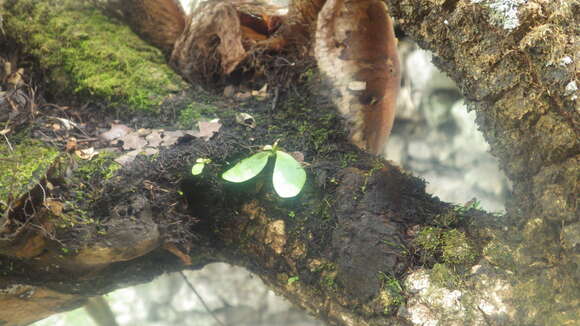 Image of Platycerium quadridichotomum (Bonap.) Tard.