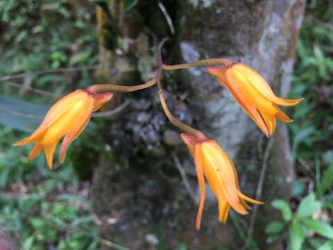 Image of Bifrenaria aureofulva Lindl.