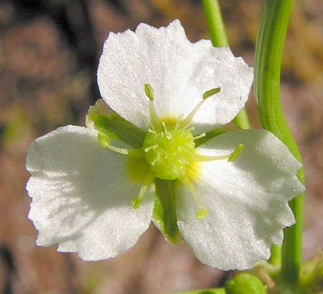 Image of Common Water-plantain