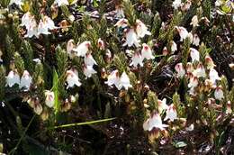 Image of Cassiope fastigiata (Wall.) D. Don