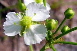 Image of Common Water-plantain