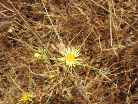 Image of Carlina racemosa L.