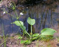 Image of Common Water-plantain