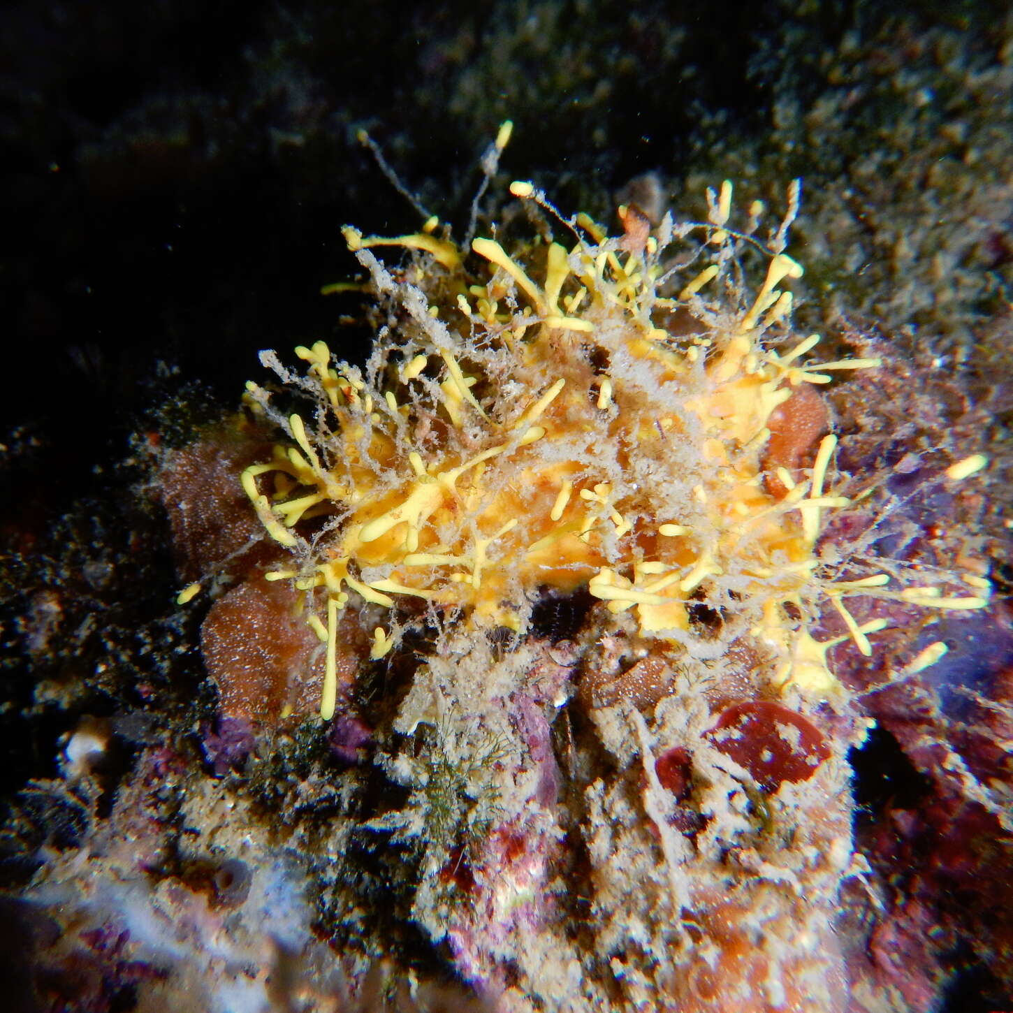 Clathria (Thalysias) jolicoeuri (Topsent 1892) resmi