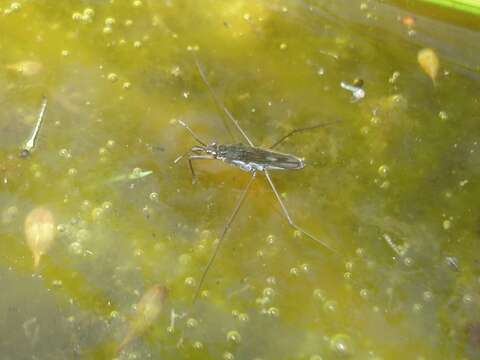 Image of Common pond skater