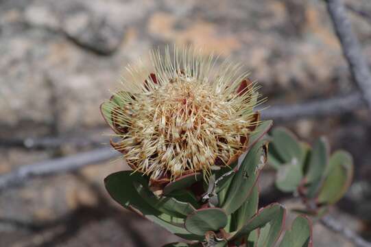 Image of clanwilliam sugarbush