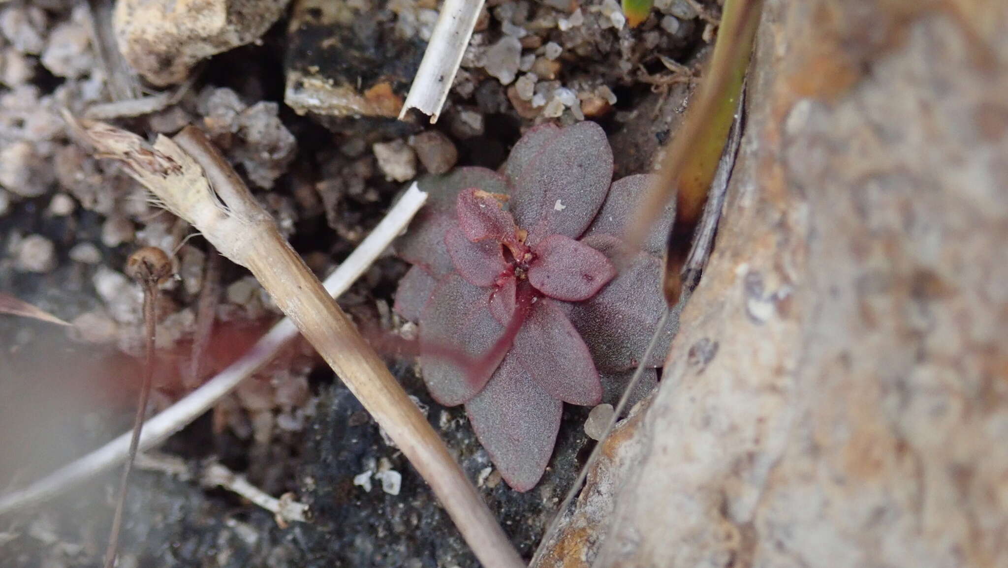 Image of Stylidium uliginosum Sw. ex Willd.