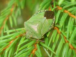 Image of Green shield bug