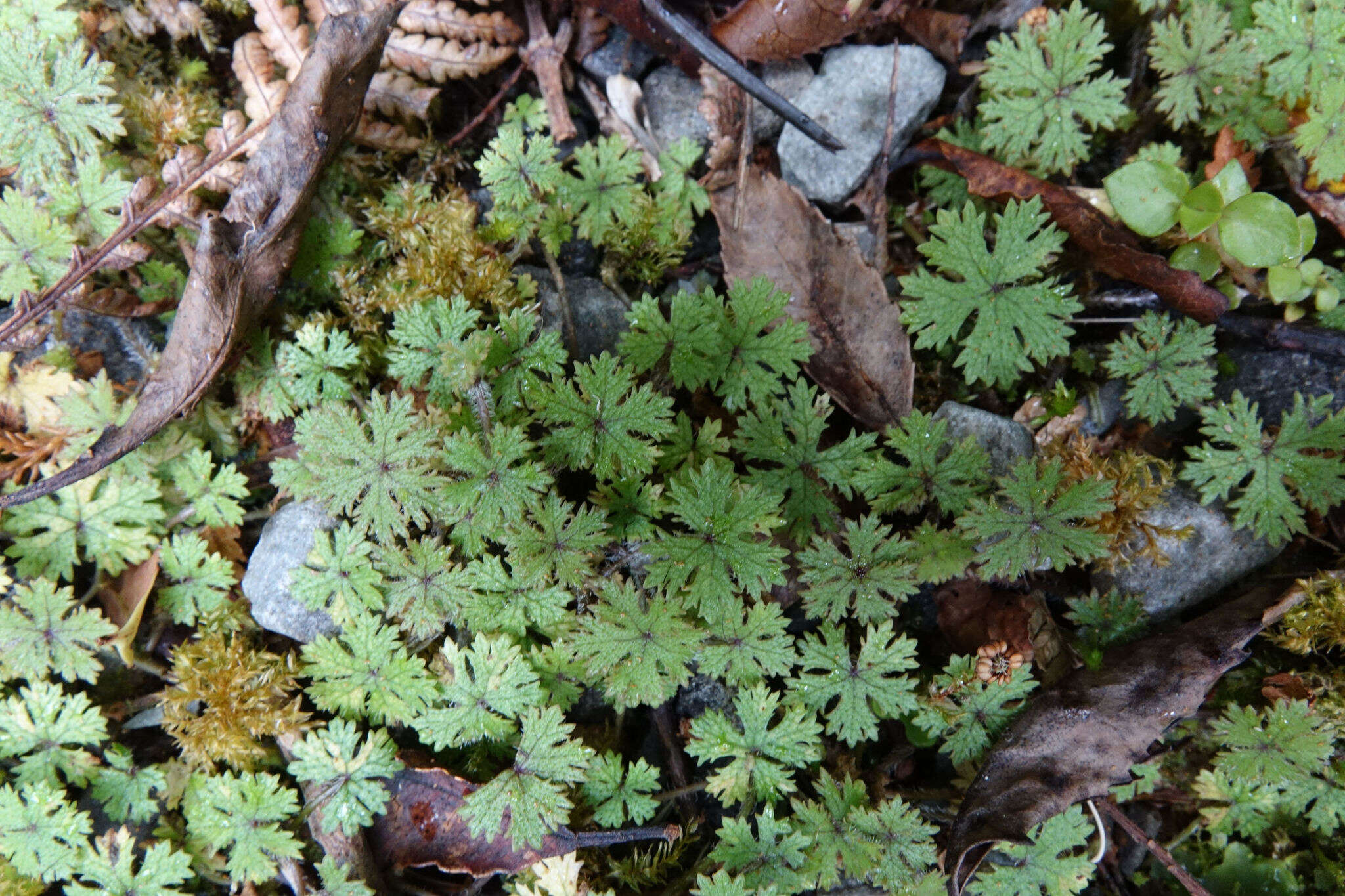 Image of Hydrocotyle dissecta Hook. fil.