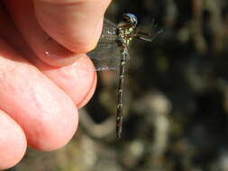 Image of Macrothemis celeno (Selys ex Sagra 1857)