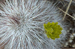 Image of Echinocereus canus