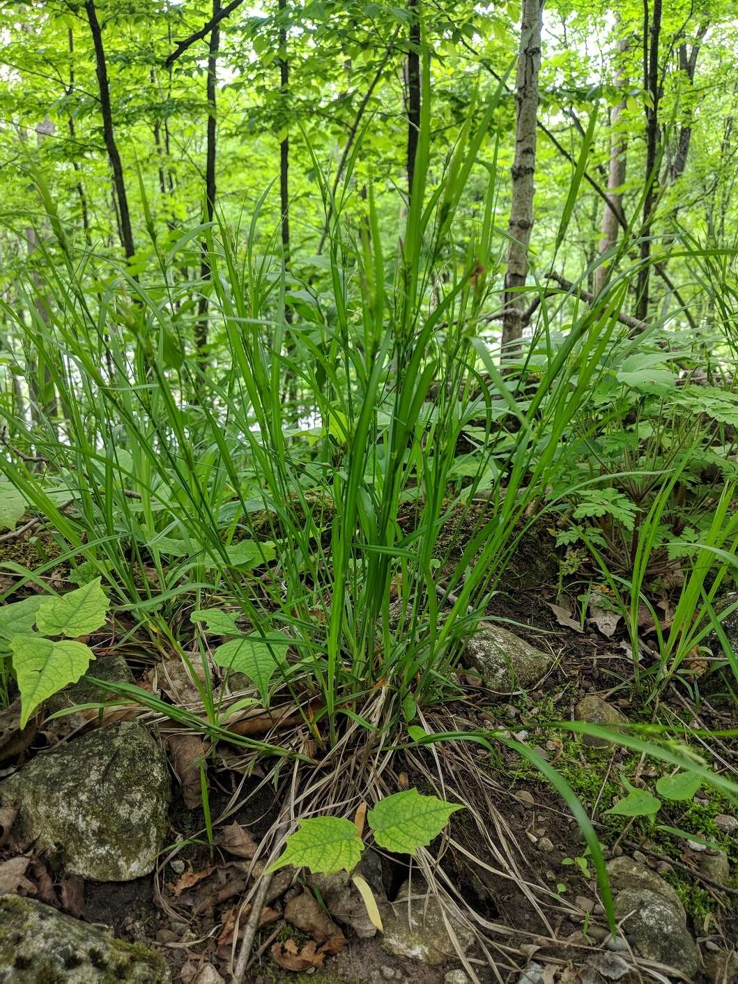 Image of Hitchcock's sedge