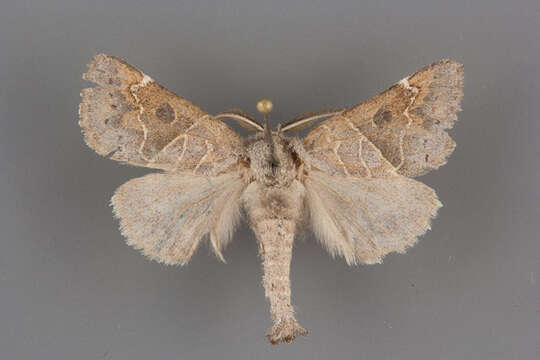 Clostera inornata Neumoegen 1882 resmi