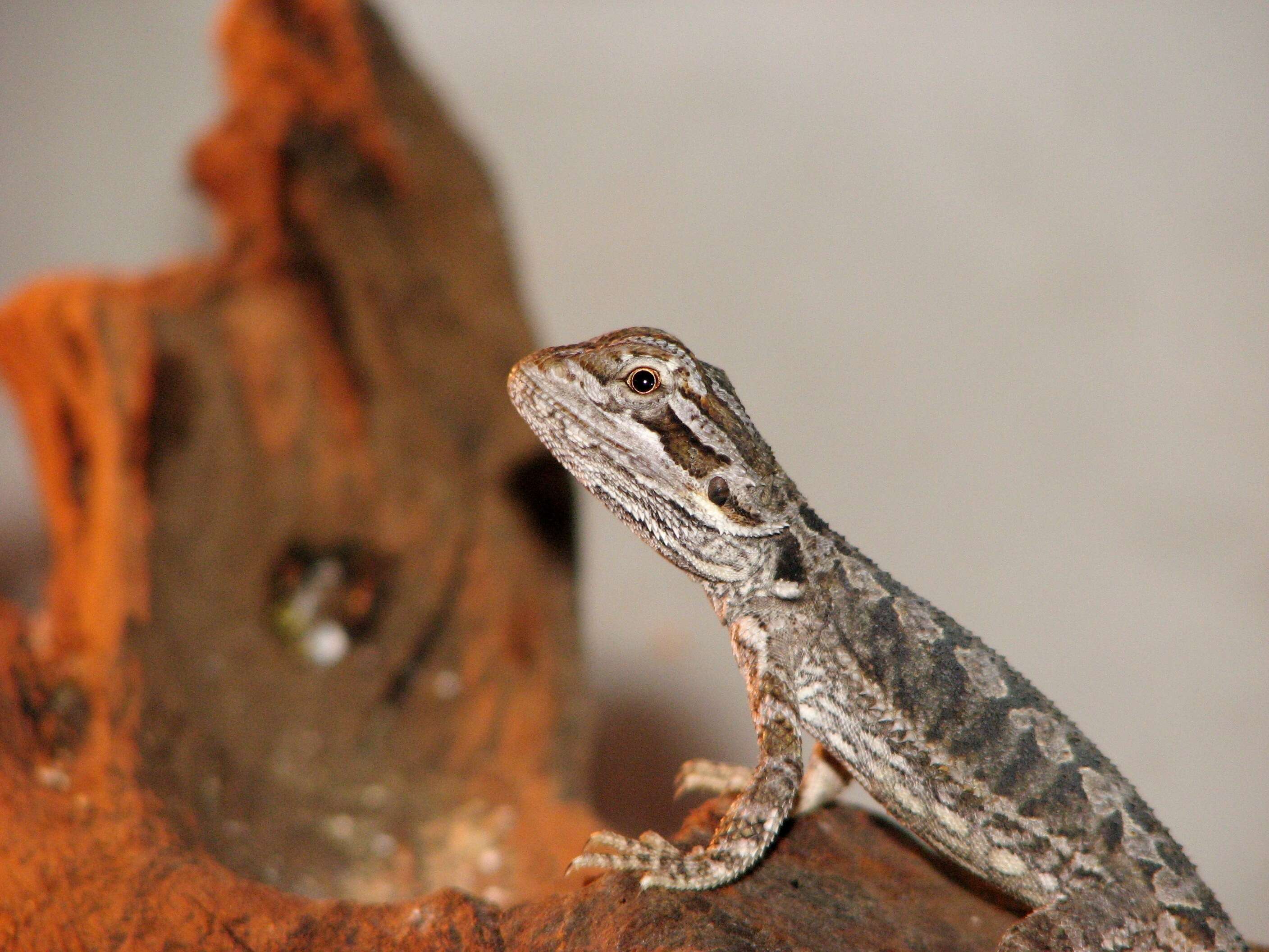 Image of Central bearded dragon