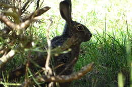 Image of Broom Hare