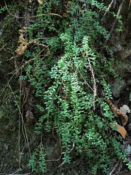 Image of Humboldt bedstraw