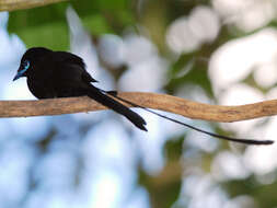 Image of Seychelles Black Paradise Flycatcher