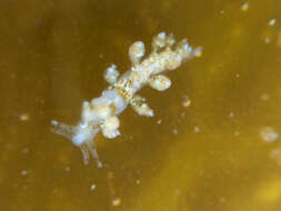 Image of Eubranchus rustyus (Er. Marcus 1961)