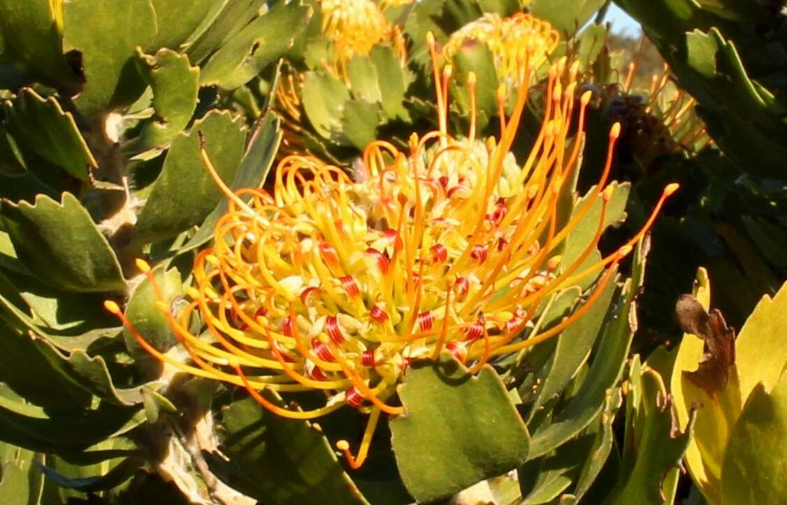 Image of Leucospermum praecox Rourke