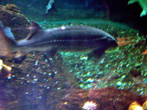 Image of White Sturgeon