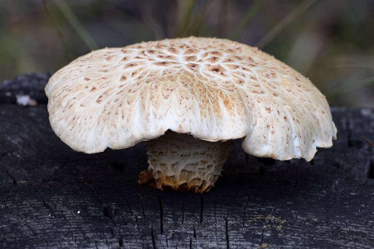 Image of Neolentinus lepideus (Fr.) Redhead & Ginns 1985