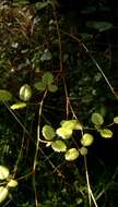 Rubus australis Forst. fil. resmi