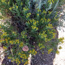 Image of yellow rabbitbrush