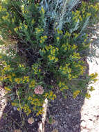 Image of yellow rabbitbrush