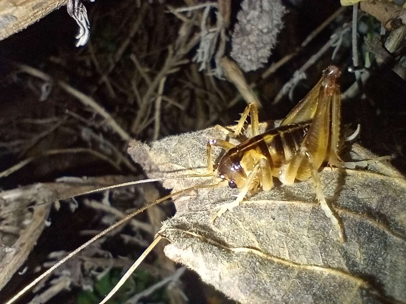 Image of Hemiandrus maia Taylor Smith, Morgan-Richards & Trewick 2013