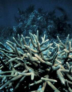 Image of Staghorn Coral