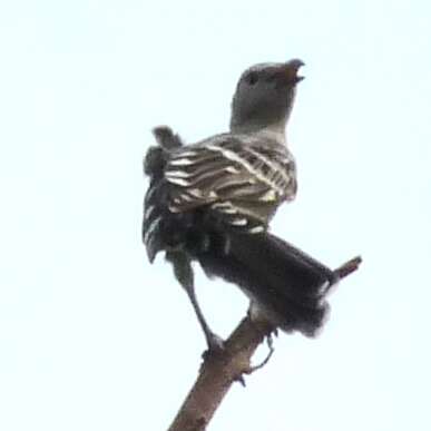 Image of Great Bowerbird