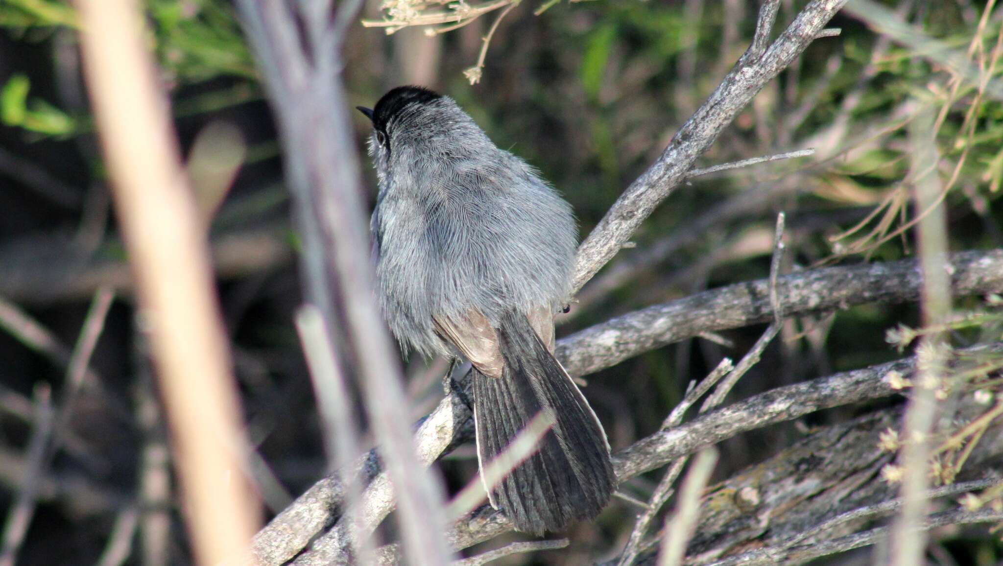 Image of Coastal California gnatcatcher