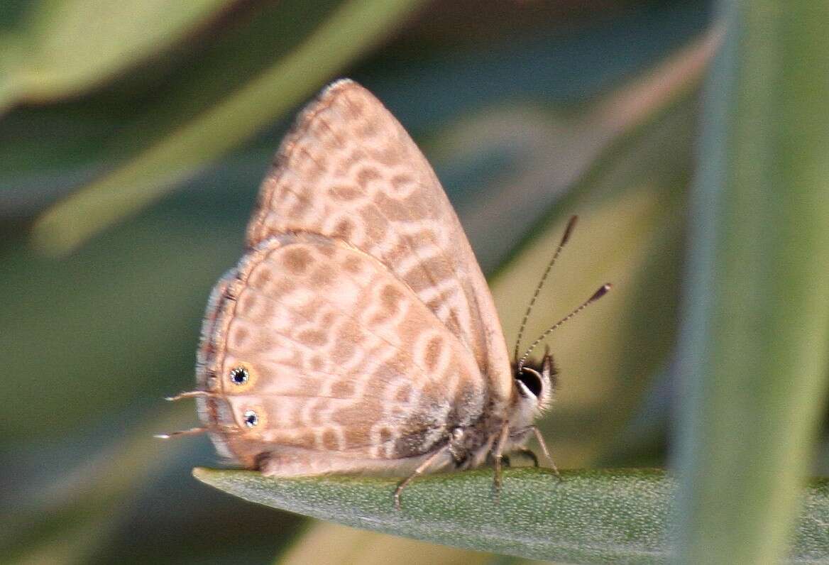 Image of Lang's Short-tailed Blue